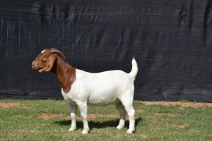 1X PREGNANT FLOCK on TEATS BOER GOAT DOE KARSTEN BOERBOKSTOET