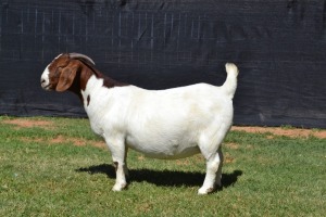 1X PREGNANT FLOCK on TEATS BOER GOAT DOE KARSTEN BOERBOKSTOET