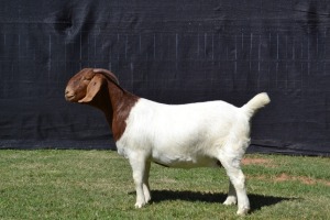 1X PREGNANT FLOCK on COLOUR BOER GOAT DOE KARSTEN BOERBOKSTOET