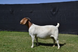 1X PREGNANT STUD BOER GOAT DOE KARSTEN BOERBOKSTOET