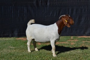 1X PREGNANT FLOCK on TEATS BOER GOAT DOE KARSTEN BOERBOKSTOET