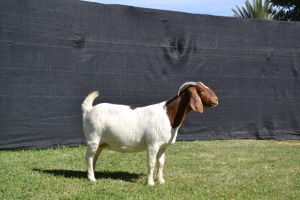 1X FLOCK BOER GOAT DOE KARSTEN BOERBOKSTOET