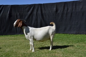 1X PREGNANT FLOCK BOER GOAT DOE KARSTEN BOERBOKSTOET