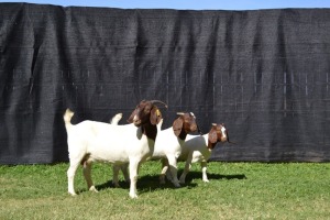 1+2X FLOCK BOER GOAT DOE KARSTEN BOERBOKSTOET