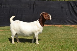 1X PREGNANT STUD BOER GOAT DOE KARSTEN BOERBOKSTOET