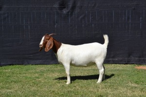 1X PREGNANT FLOCK on TEATS BOER GOAT DOE KARSTEN BOERBOKSTOET