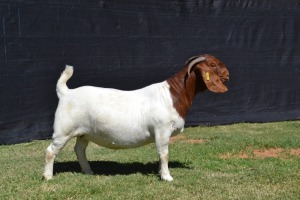 1X STUD BOER GOAT DOE KARSTEN BOERBOKSTOET