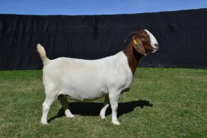 1X PREGNANT STUD BOER GOAT DOE KARSTEN BOERBOKSTOET