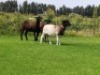 3X OOI/EWE DOUBLE BAR 7 MEATMASTERS (Per stuk om lot te neem/Per Piece to take the lot) - 2