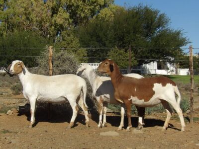 3X OOI/EWE WILGERBOOM MEATMASTERS (Per stuk om lot te neem/Per Piece to take the lot)