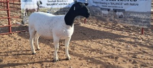 1X PREGNANT FLOCK DORPER EWE TOP B DORPERS