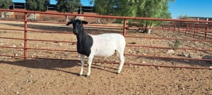 1X PREGNANT FLOCK DORPER EWE TOP B DORPERS