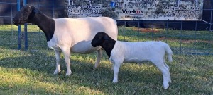 1X PREGNANT T5 DORPER EWE TOP B DORPERS