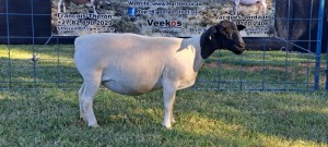 1X PREGNANT T5 DORPER EWE TOP B DORPERS