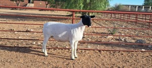 1X STUD DORPER EWE TOP B DORPERS