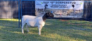 1X PREGNANT T5 DORPER EWE TOP B DORPERS