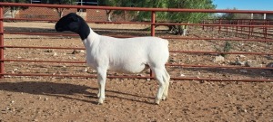 1X PREGNANT T5 DORPER EWE TOP B DORPERS