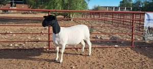 1X PREGNANT T5 DORPER EWE TOP B DORPERS