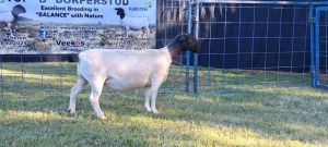 1X PREGNANT T5 DORPER EWE TOP B DORPERS