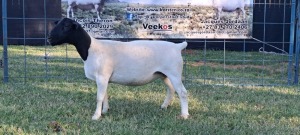 1X PREGNANT STUD DORPER EWE TOP B DORPERS