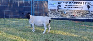 1X PREGNANT STUD DORPER EWE TOP B DORPERS