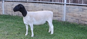 1X PREGNANT STUD DORPER EWE TOP B DORPERS