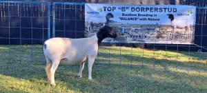 1X PREGNANT T5 DORPER EWE TOP B DORPERS