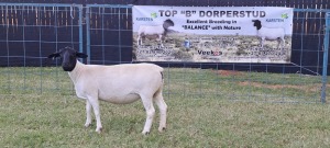 1X PREGNANT STUD DORPER EWE TOP B DORPERS