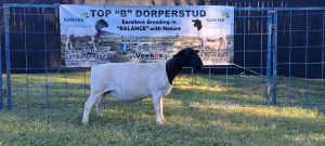 1X PREGNANT T5 DORPER EWE TOP B DORPERS