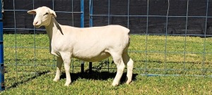 1X PREGNANT STUD WHITE DORPER EWE TOP B DORPERS