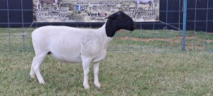 1X DORPER EWE TOP B DORPERS