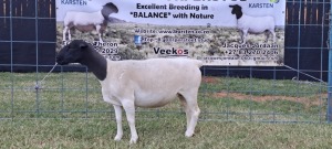 1X PREGNANT FLOCK DORPER EWE TOP B DORPERS