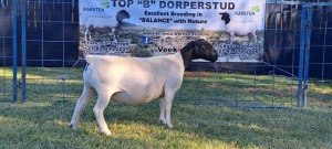 1X PREGNANT T5 DORPER EWE TOP B DORPERS