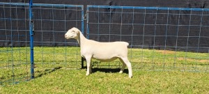 1X T5 WHITE DORPER EWE TOP B DORPERS