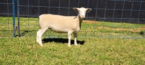 1X PREGNANT T5 WHITE DORPER EWE TOP B DORPERS