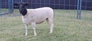 1X PREGNANT FLOCK DORPER EWE TOP B DORPERS