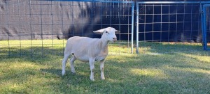 1X T5 WHITE DORPER EWE TOP B DORPERS