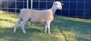 1X PREGNANT T5 WHITE DORPER EWE TOP B DORPERS