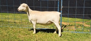 1X PREGNANT FLOCK WHITE DORPER EWE TOP B DORPERS