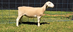 1X T5 WHITE DORPER EWE TOP B DORPERS