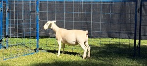 1X STUD WHITE DORPER EWE TOP B DORPERS