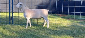 1X STUD WHITE DORPER EWE TOP B DORPERS