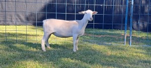 1X PREGNANT STUD WHITE DORPER EWE TOP B DORPERS