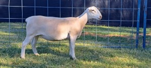 1X STUD WHITE DORPER EWE TOP B DORPERS