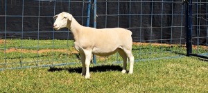 1X PREGNANT STUD WHITE DORPER EWE TOP B DORPERS