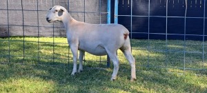 1X FLOCK WHITE DORPER EWE TOP B DORPERS