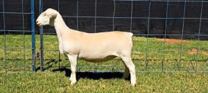 1X PREGNANT T5 WHITE DORPER EWE TOP B DORPERS