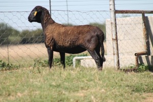 1X OOI/EWE RED RIBBON MEATMASTERS