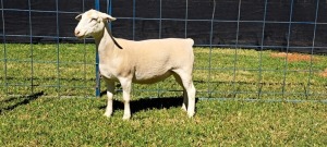 1X PREGNANT T5 WHITE DORPER EWE TOP B DORPERS