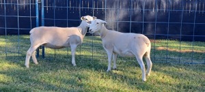 2X PREGNANT(1) FLOCK WHITE DORPER EWE TOP B DORPERS (Pay per Animal)